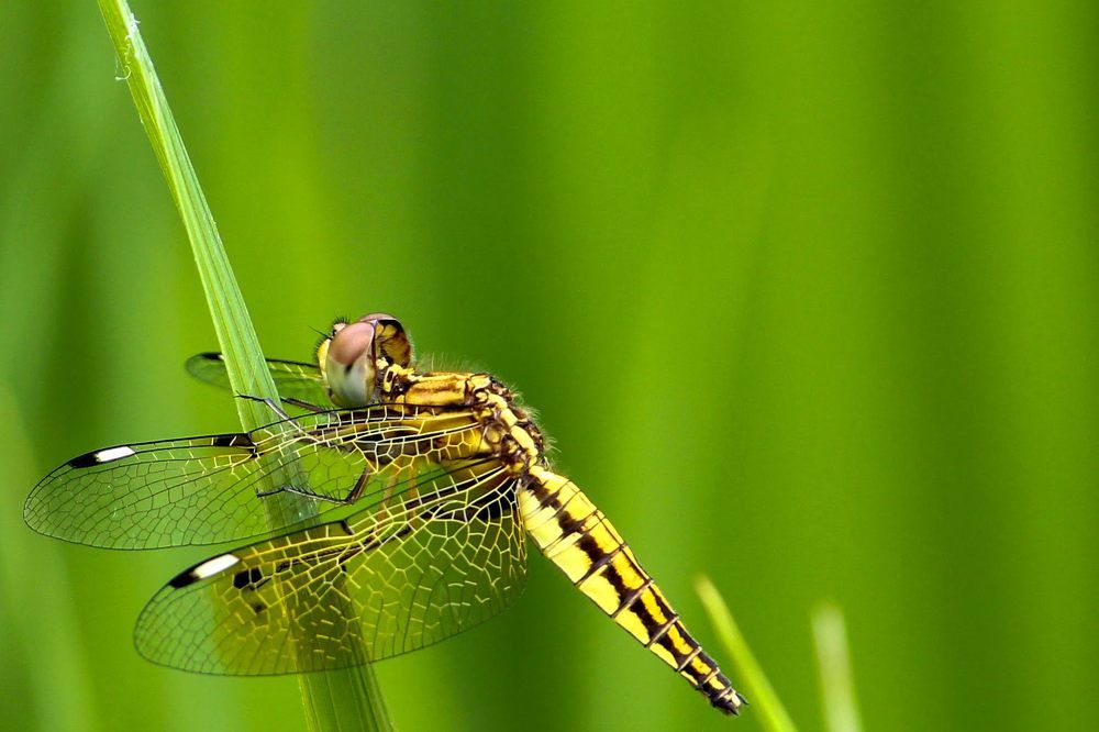 Photograph by Santosh Shrestha