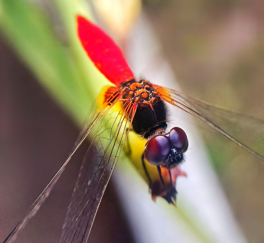 Photograph by Ciraj Abraham