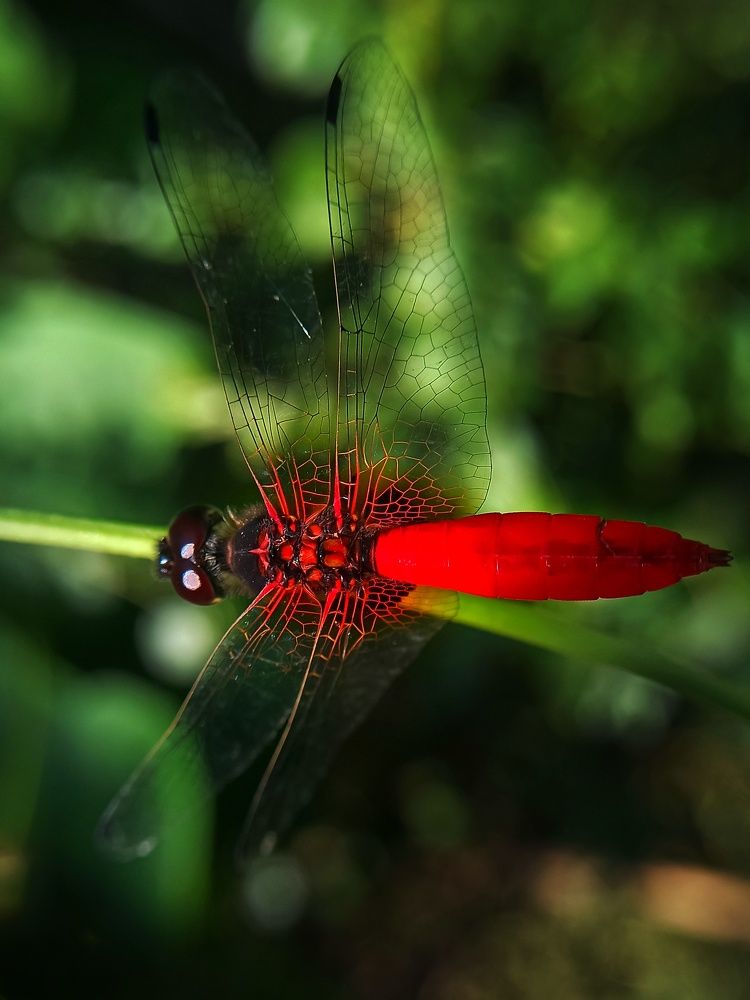 Photograph by Ciraj Abraham