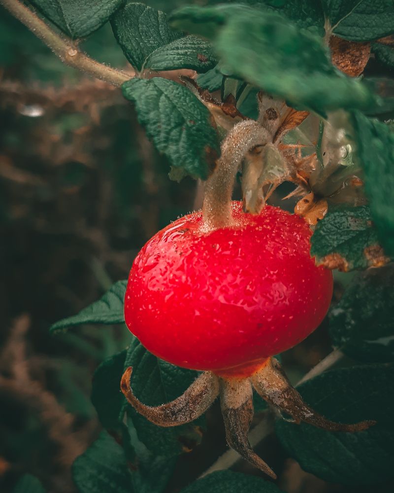 Photograph by Mobigraf