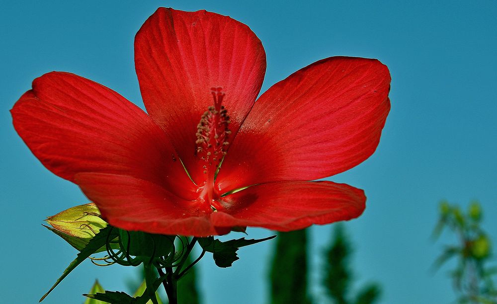 Китайская принцесса.