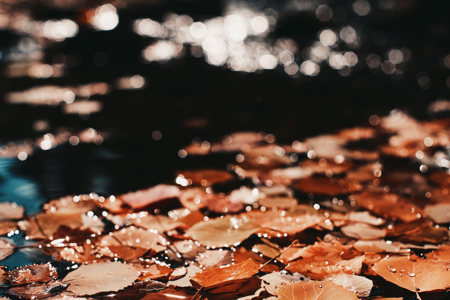 Photo #8080309