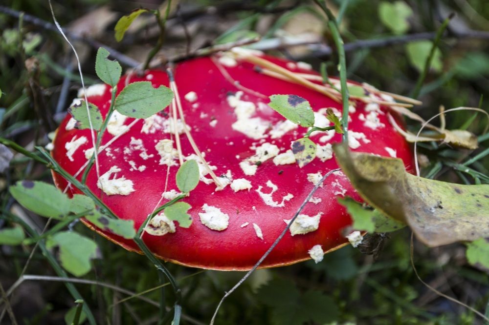 Photograph by Елизавета Большакова