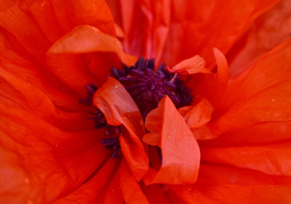 Photograph by Галина Купцова