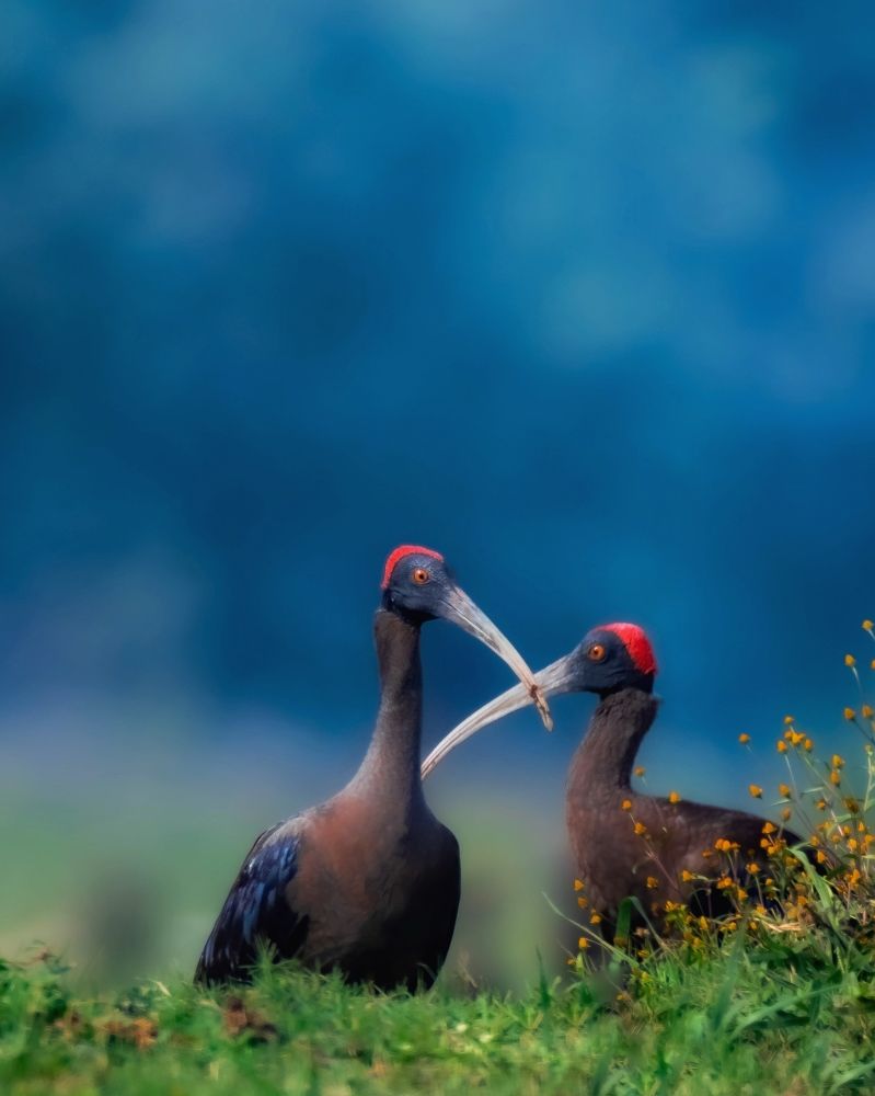 Photograph by Swapna Lotankar