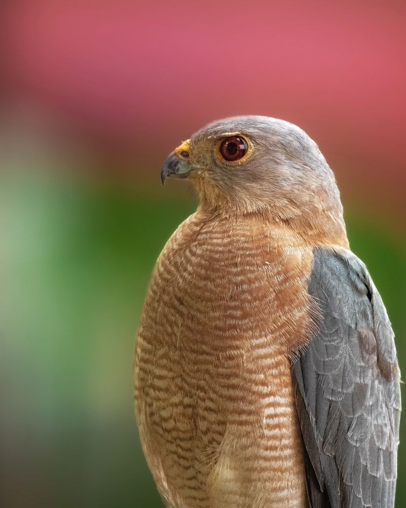 Photograph by Swapna Lotankar