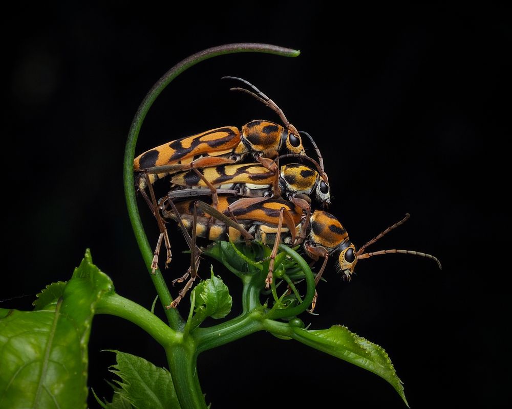 Photograph by Endra Agust