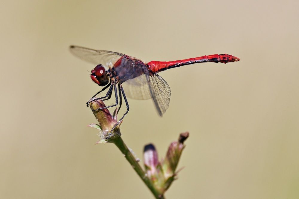 Фотография автора IRINA FILIPPOVA