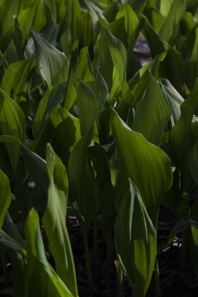 Photograph by Нелли Золотая