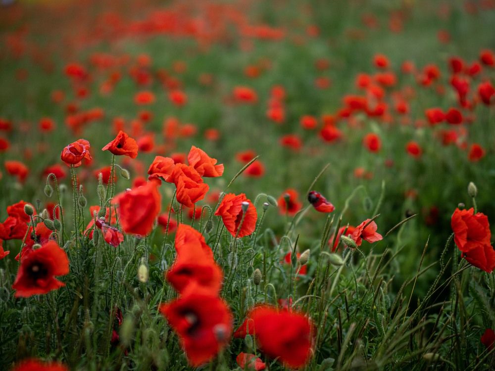 Photograph by Доляна Ашкова