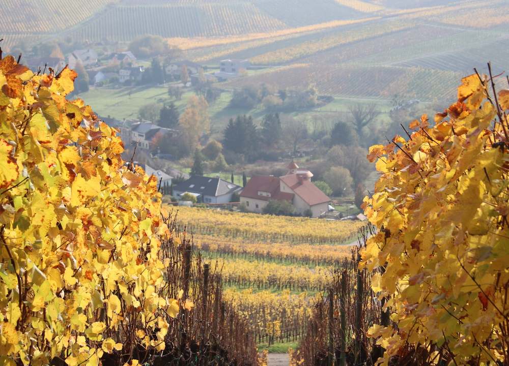 Фотография автора caroline martin (dony)