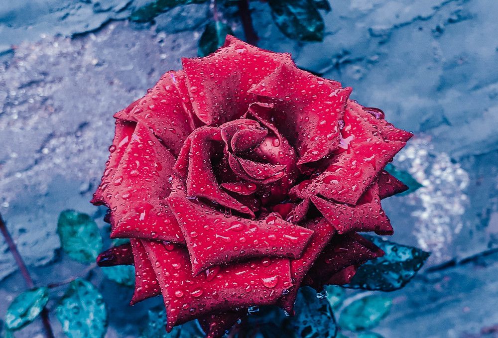 Photograph by Дмитрий Педченко