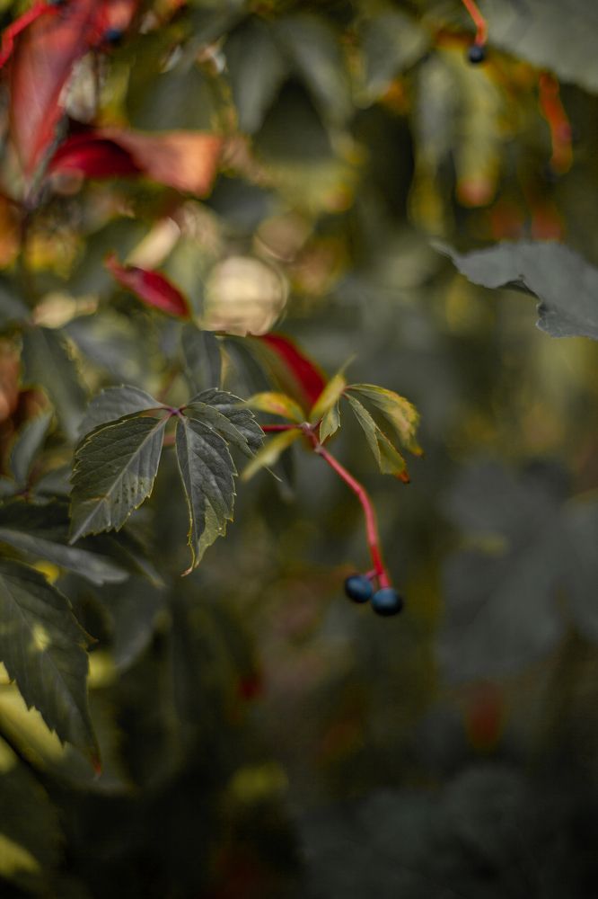 Photograph by Анна Юрьева