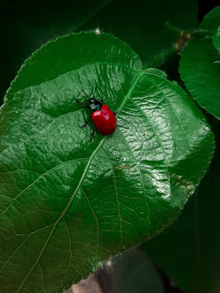 Photograph by Юлия Руденко