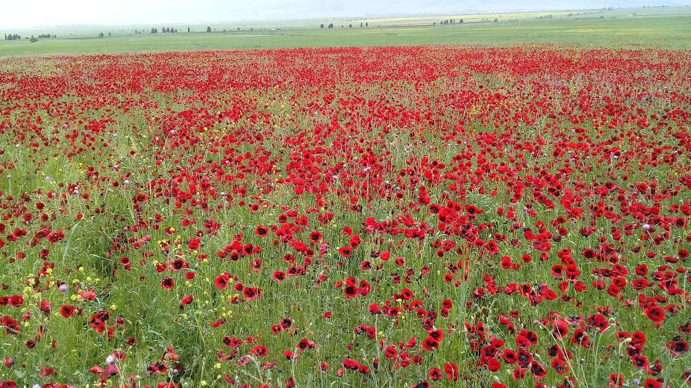 Photograph by Ламара Авалишвили