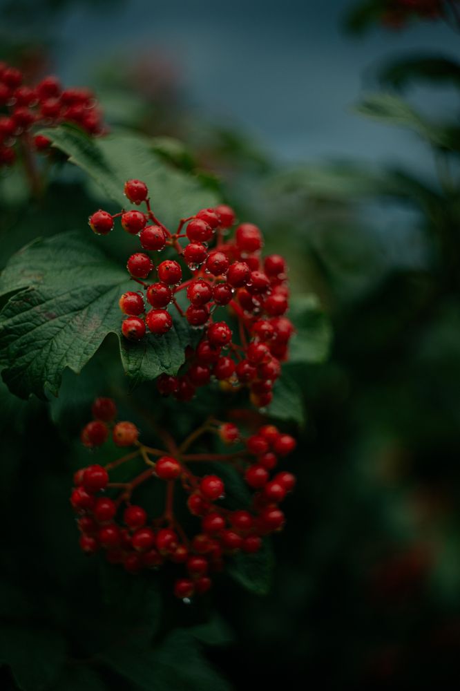 Фотография автора Лукашенко Ольга