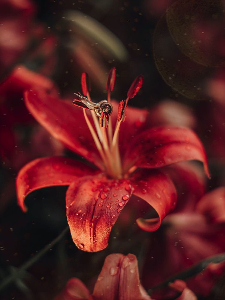 Photograph by Rogozina Olga