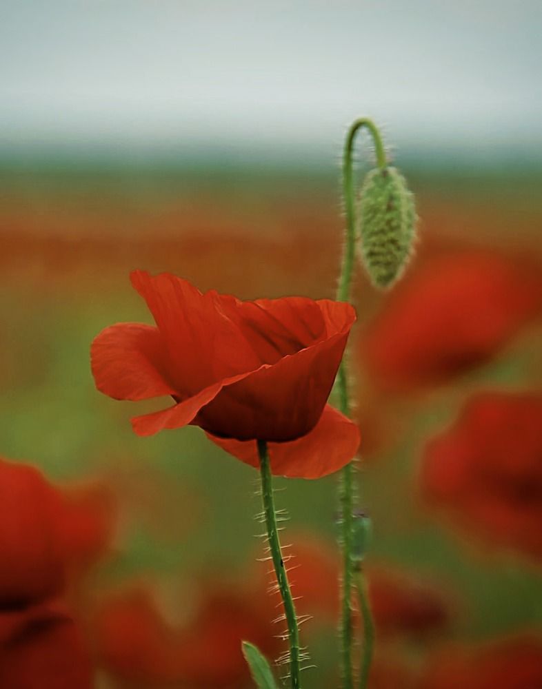 Photograph by Андрей Евтеев