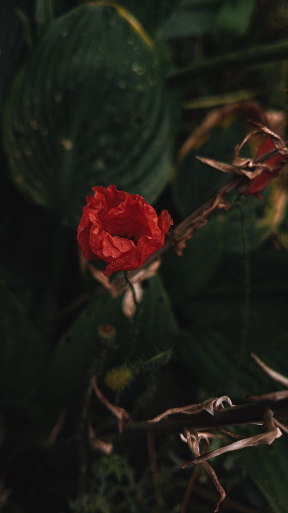 Photograph by Дарья Макаревич