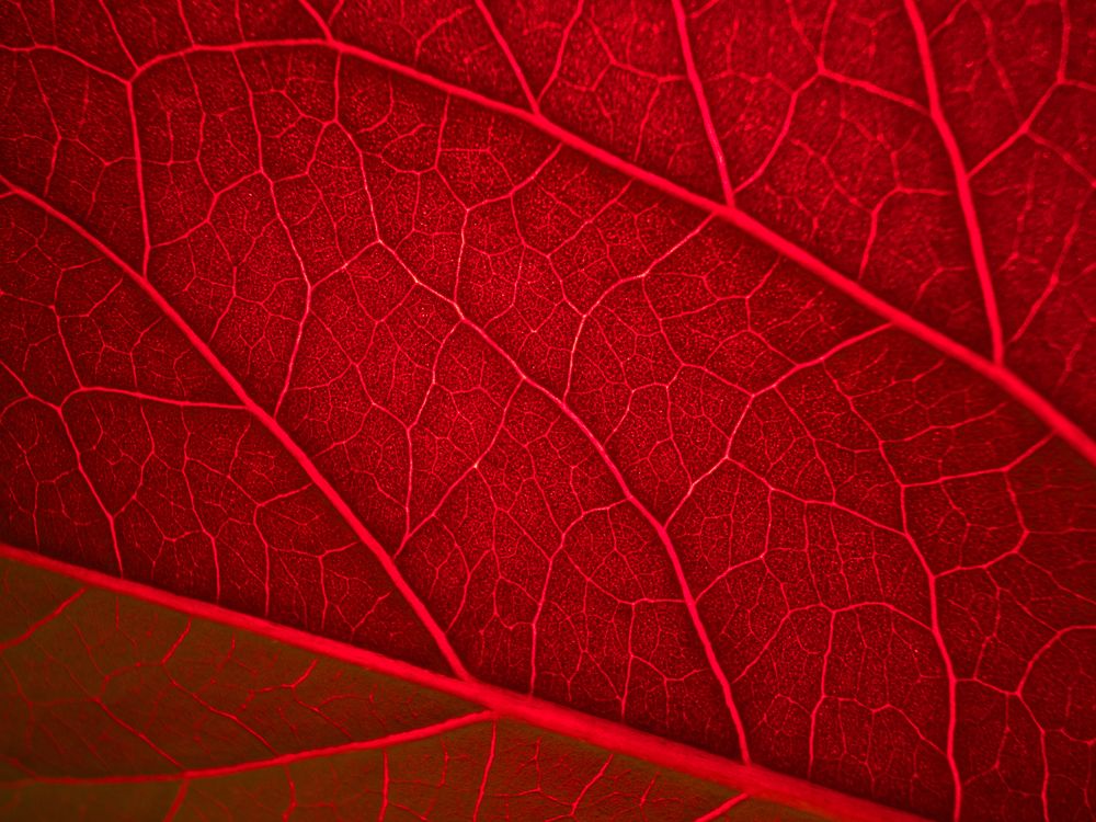 Photograph by Pucs Fongabe