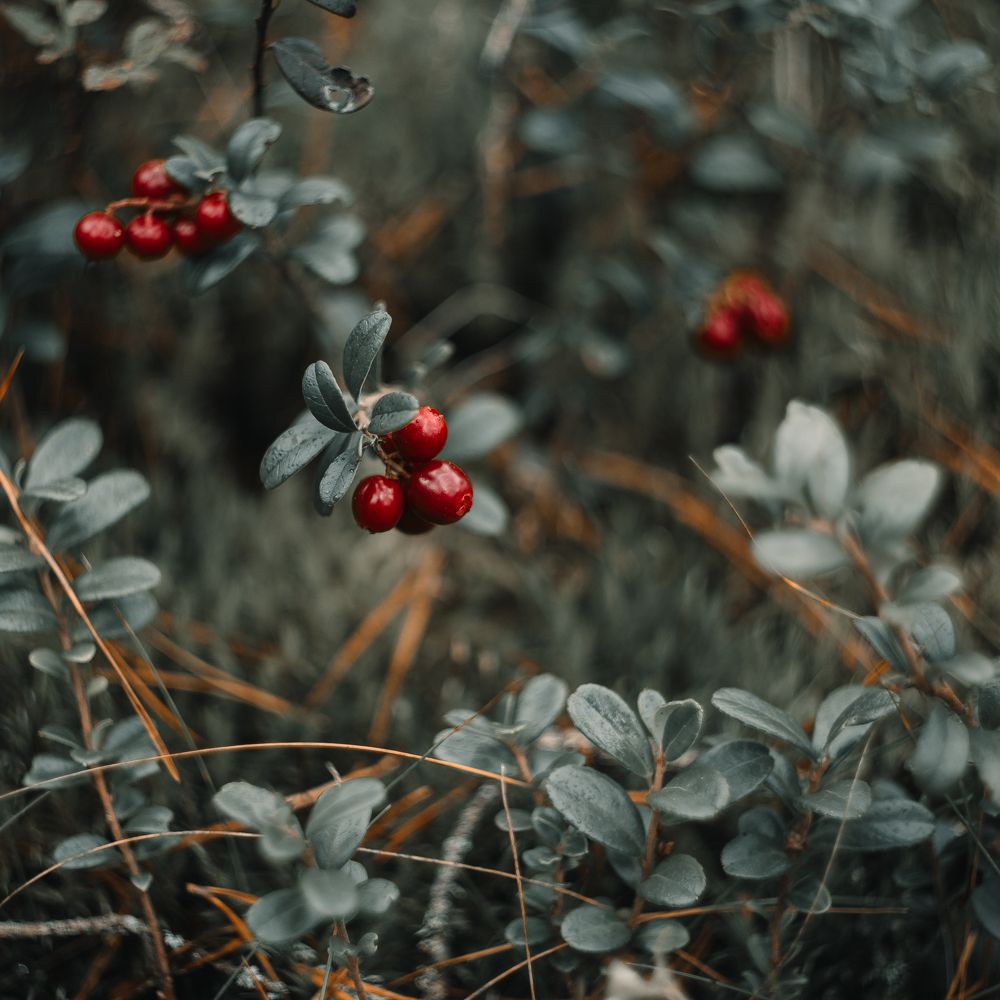 Фотография автора Ева Пухова