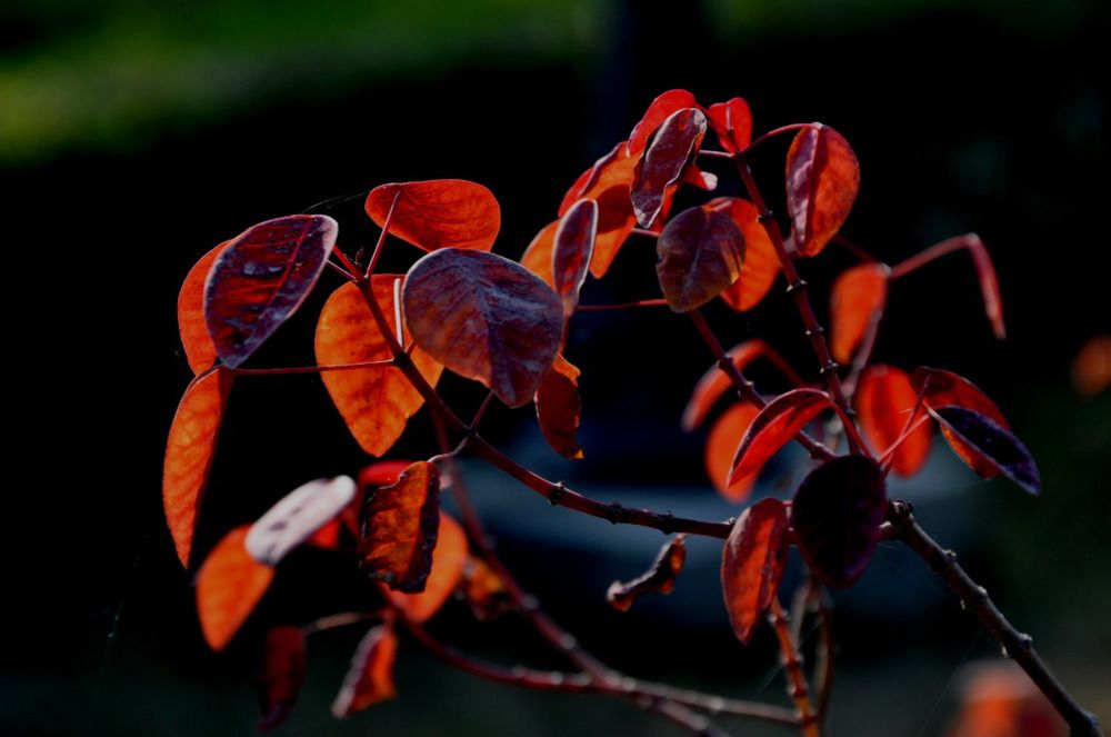 Photograph by SANDEEP KUMAR SHARMA SHARMA