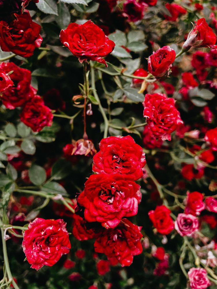 Фотография автора Oxana Yurasova