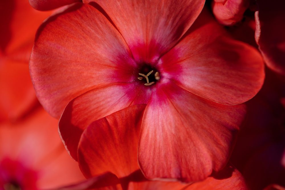 Photograph by Светлана Писарева