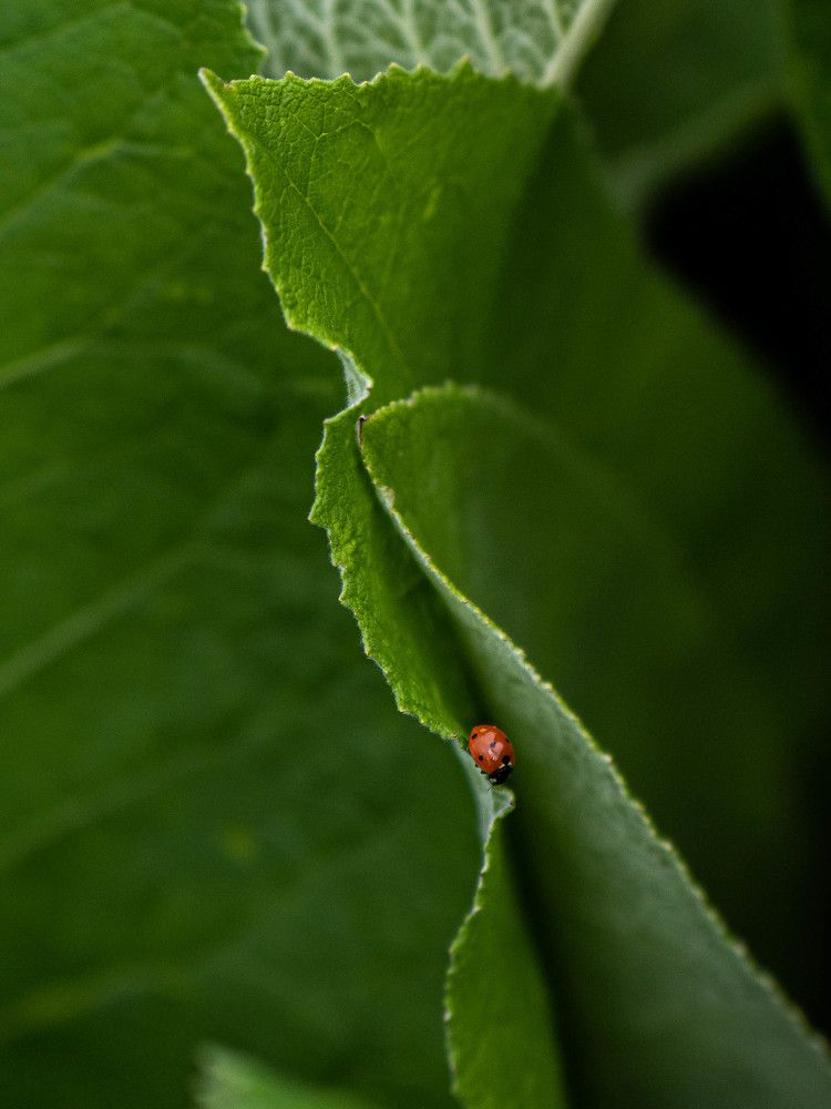 Photograph by Доляна Ашкова