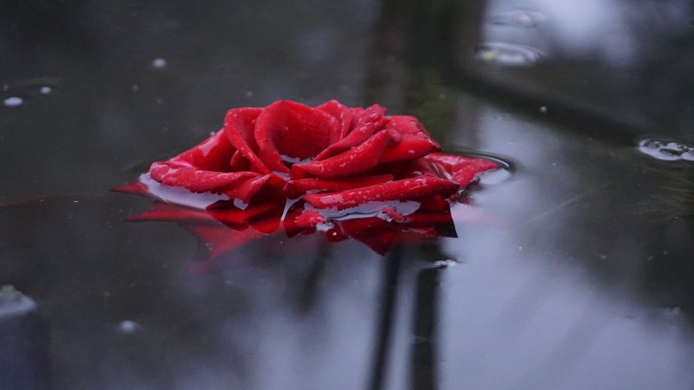 Photograph by Дмитрий Соколов