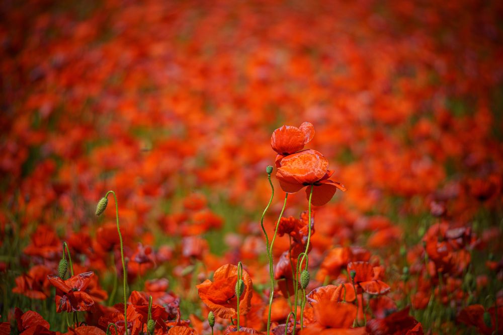 Photograph by Valdis Serzhans