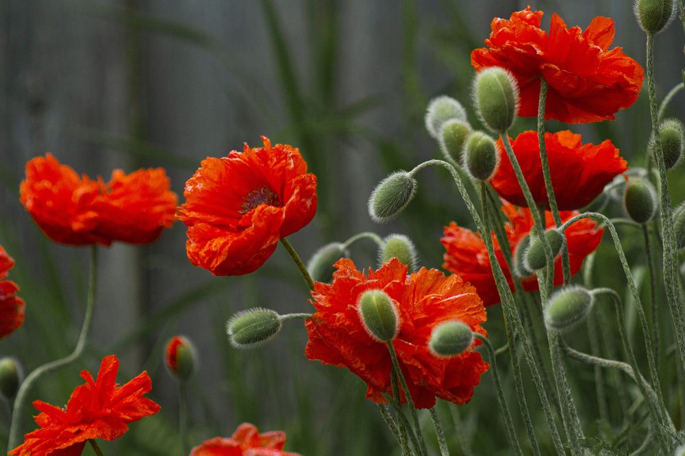 Photograph by Алексей Борисов