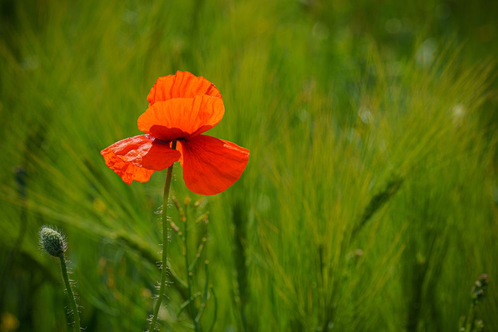 Photograph by Valdis Serzhans