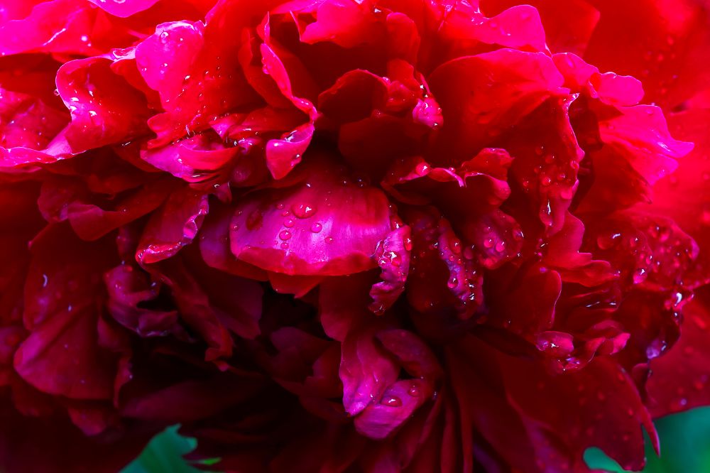 Photograph by Адриана