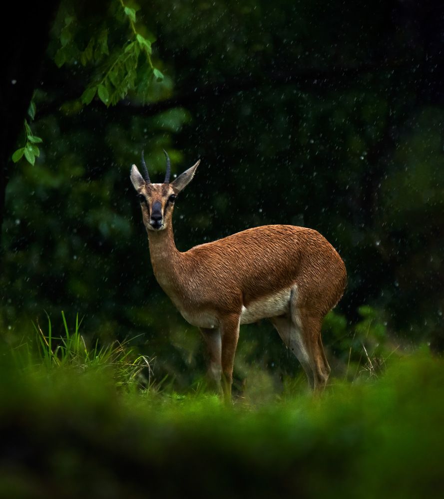 Photograph by Swapna Lotankar