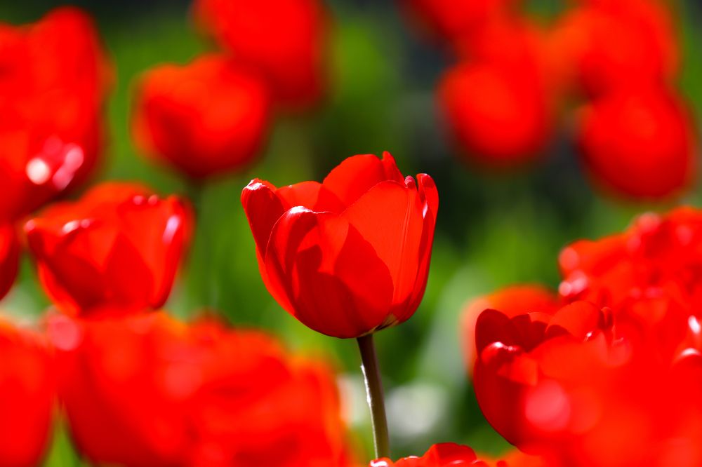 Photograph by Адриана