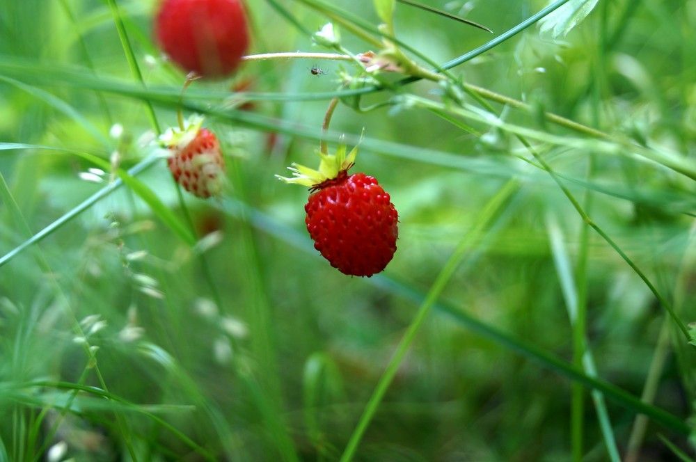 Photograph by Алексей Логинов