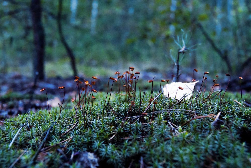 Photograph by Екатерина Бахтинова