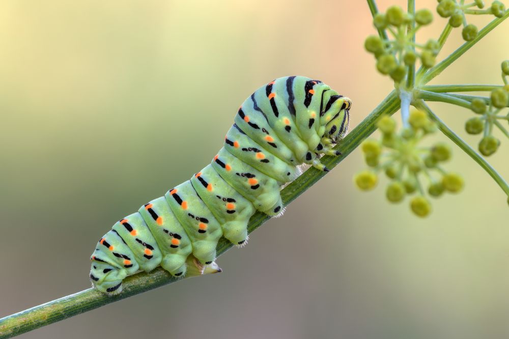 Photograph by Massimo Tamajo