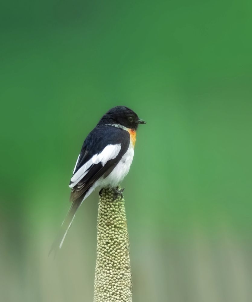 Photograph by Swapna Lotankar