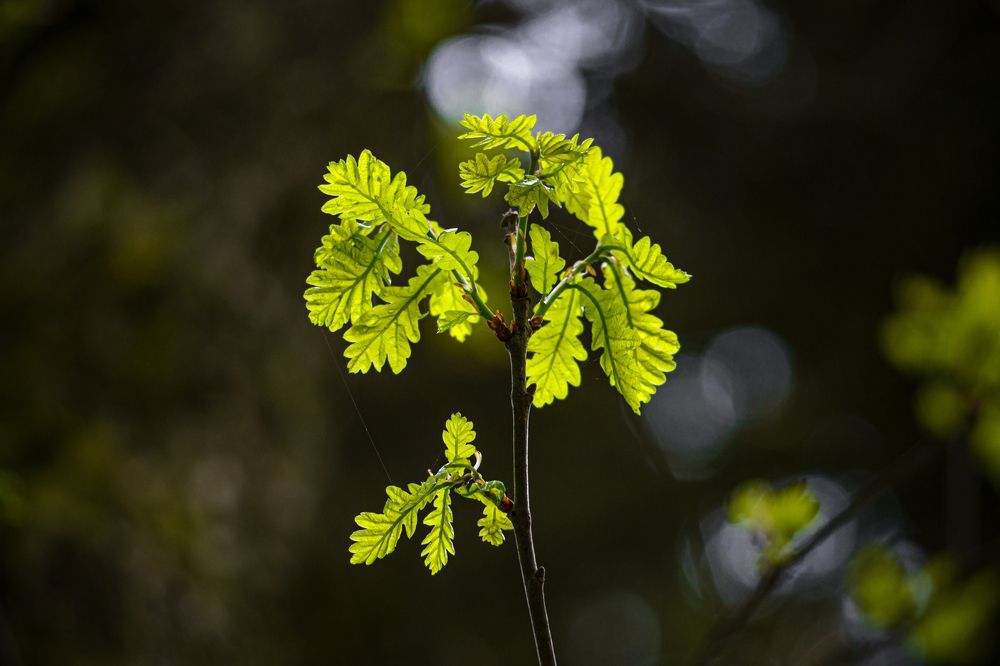 Photograph by Valdis Serzhans