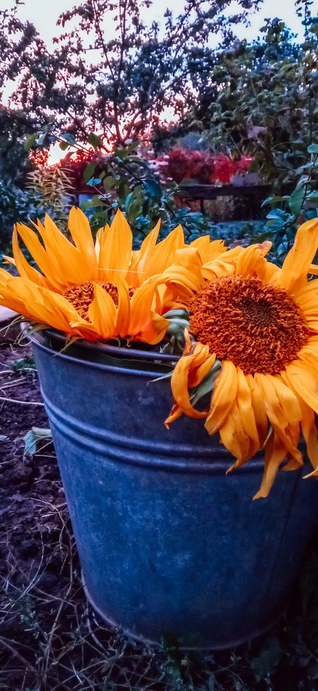 Photograph by Ирина Лузянина