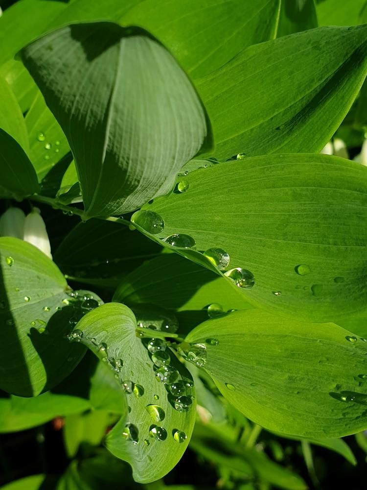 Капли дождя