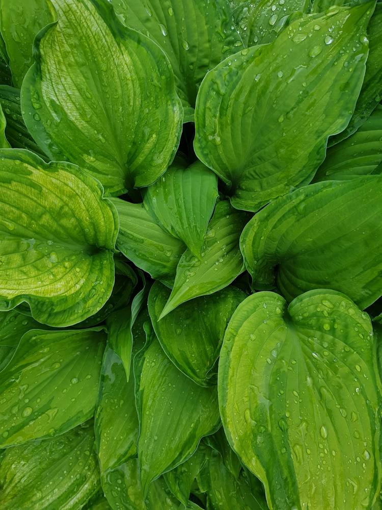 Капельки дождя