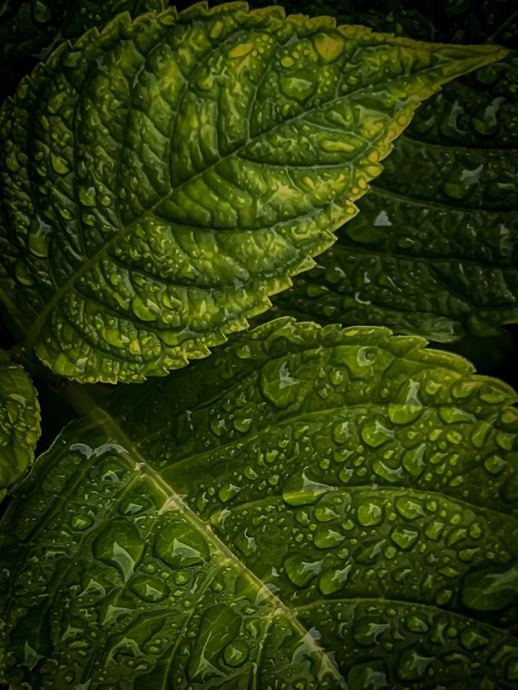 Photograph by Елена Башмакова