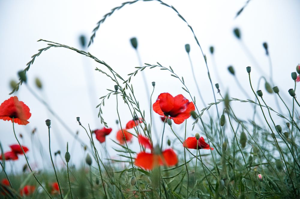 Фотография автора Гудкова Светлана