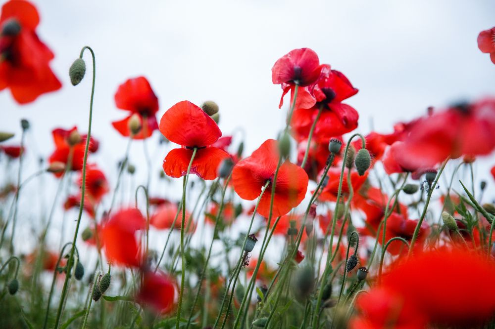 Фотография автора Гудкова Светлана