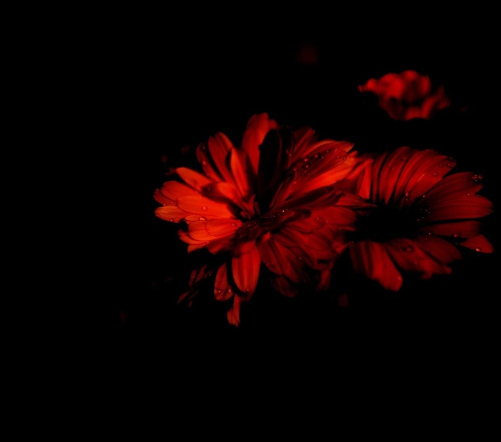 Photograph by Эльвира Быкова