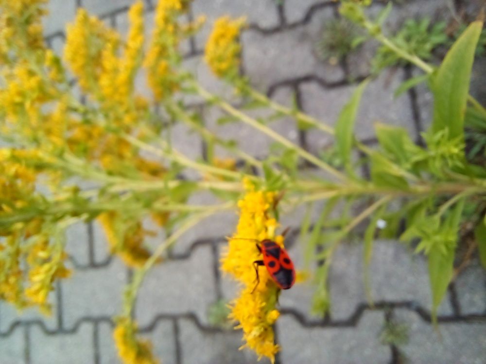Photograph by Lizuza