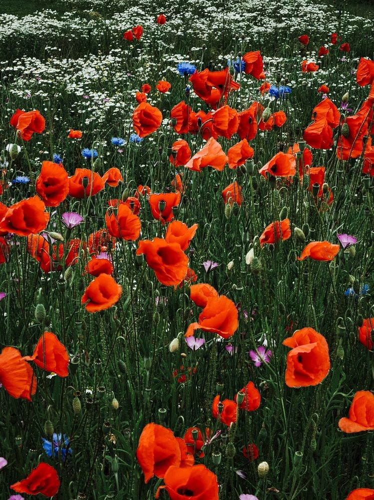 Photograph by Hanna Bourne